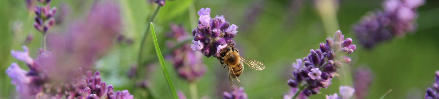 Foto: www.KreativeKaos.de