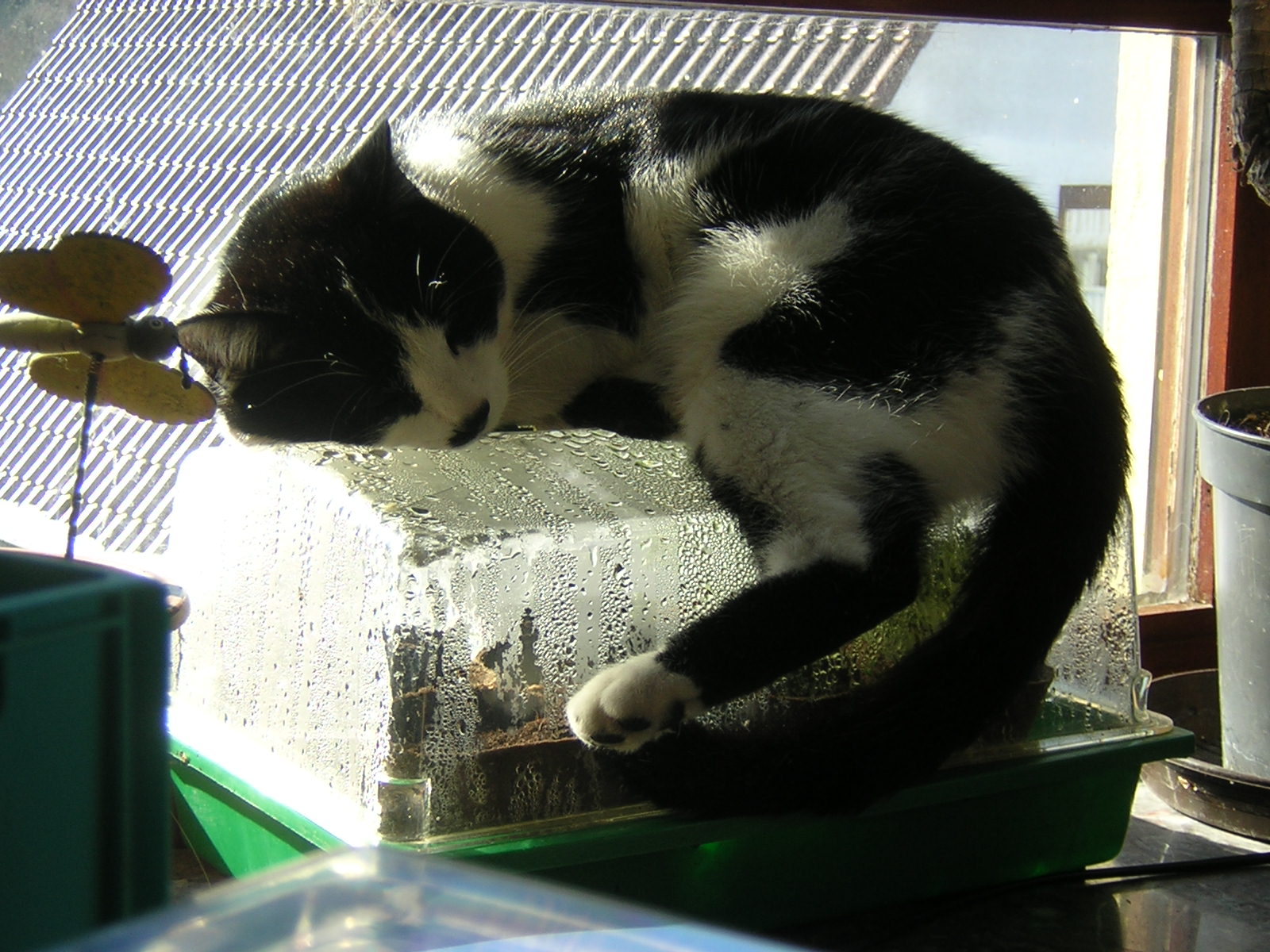 Foto: www.KreativeKaos.de