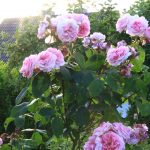 Foto: www.KreativeKaos.de