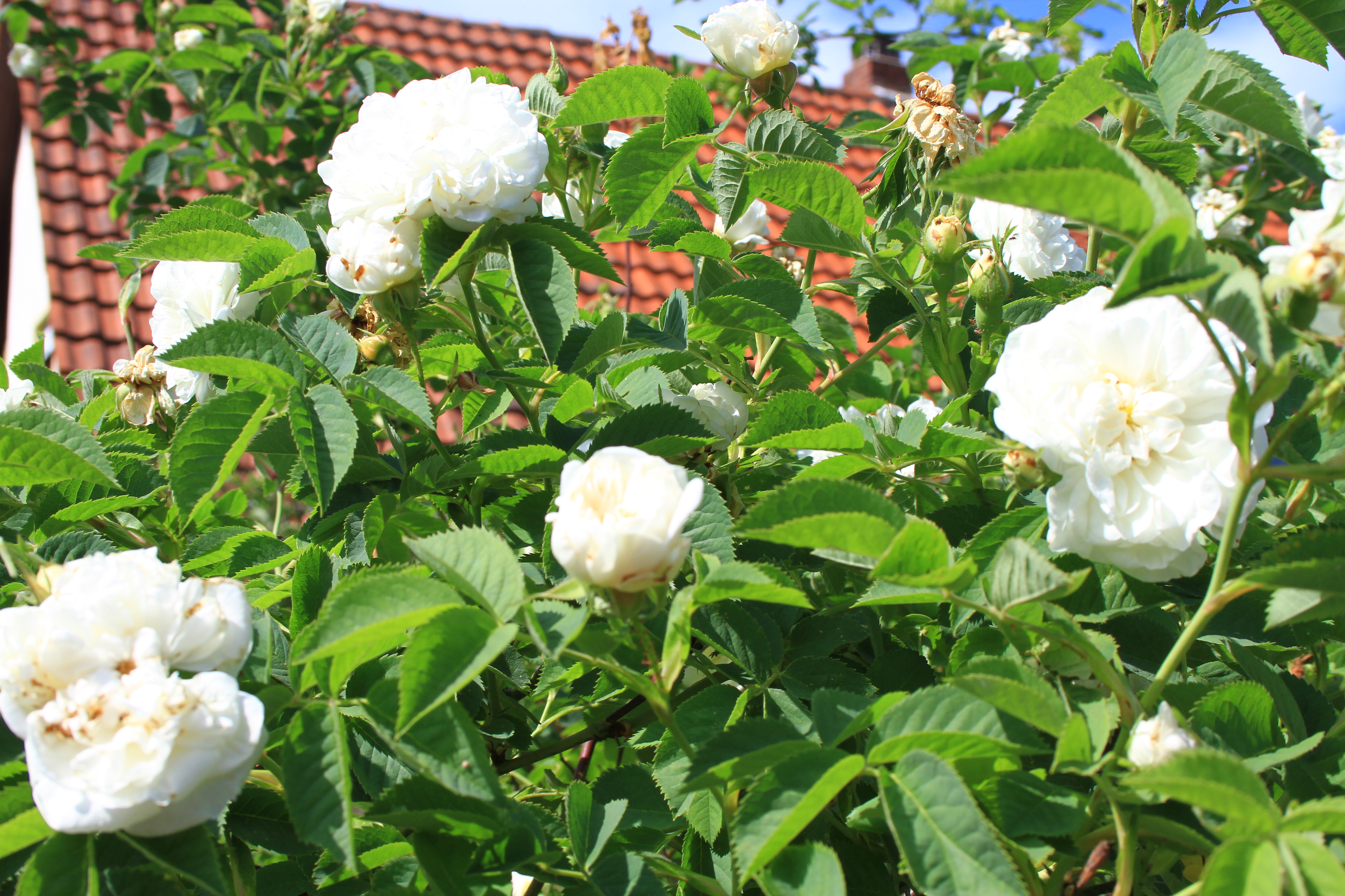 Foto: www.KreativeKaos.de