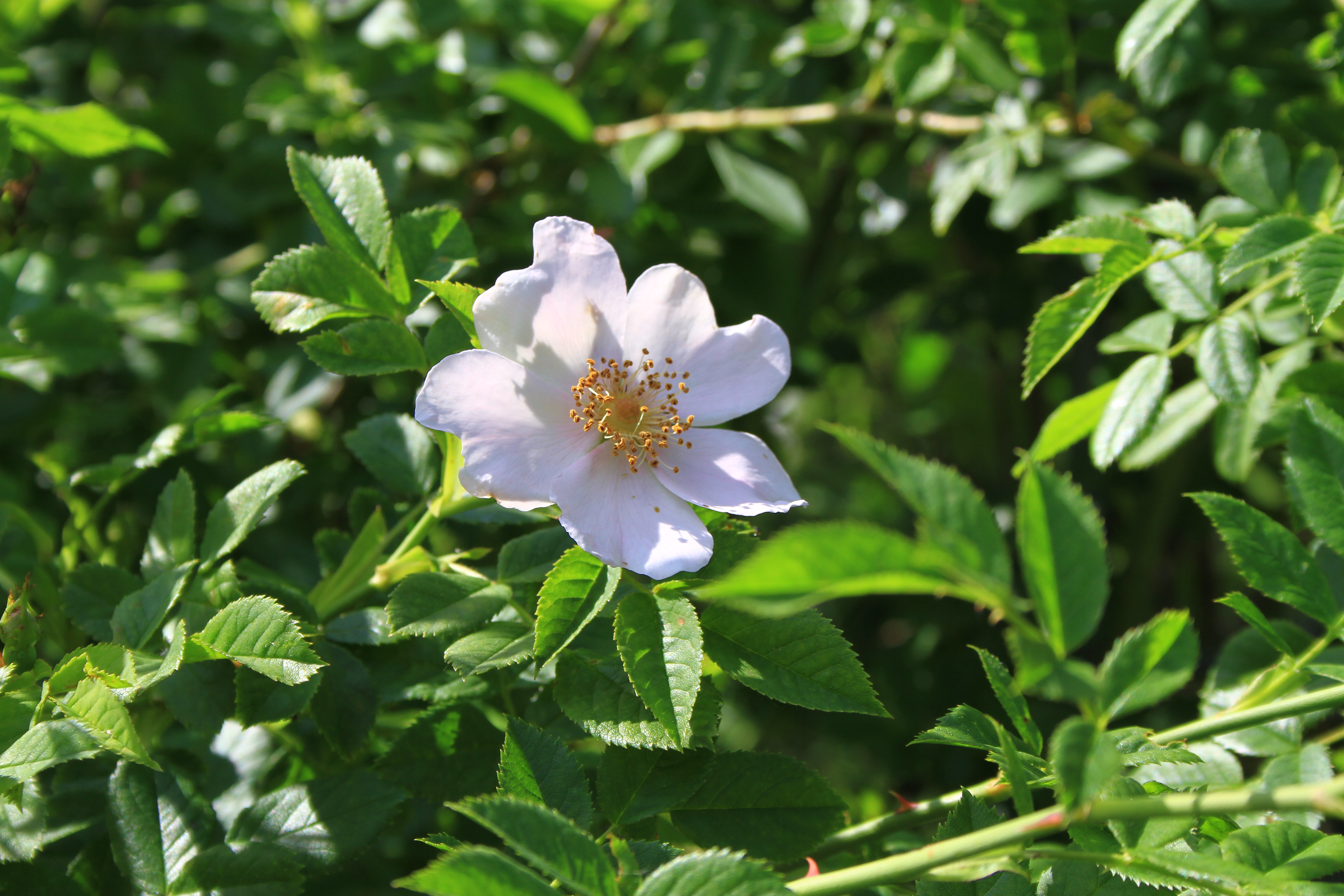 Foto: www.KreativeKaos.de