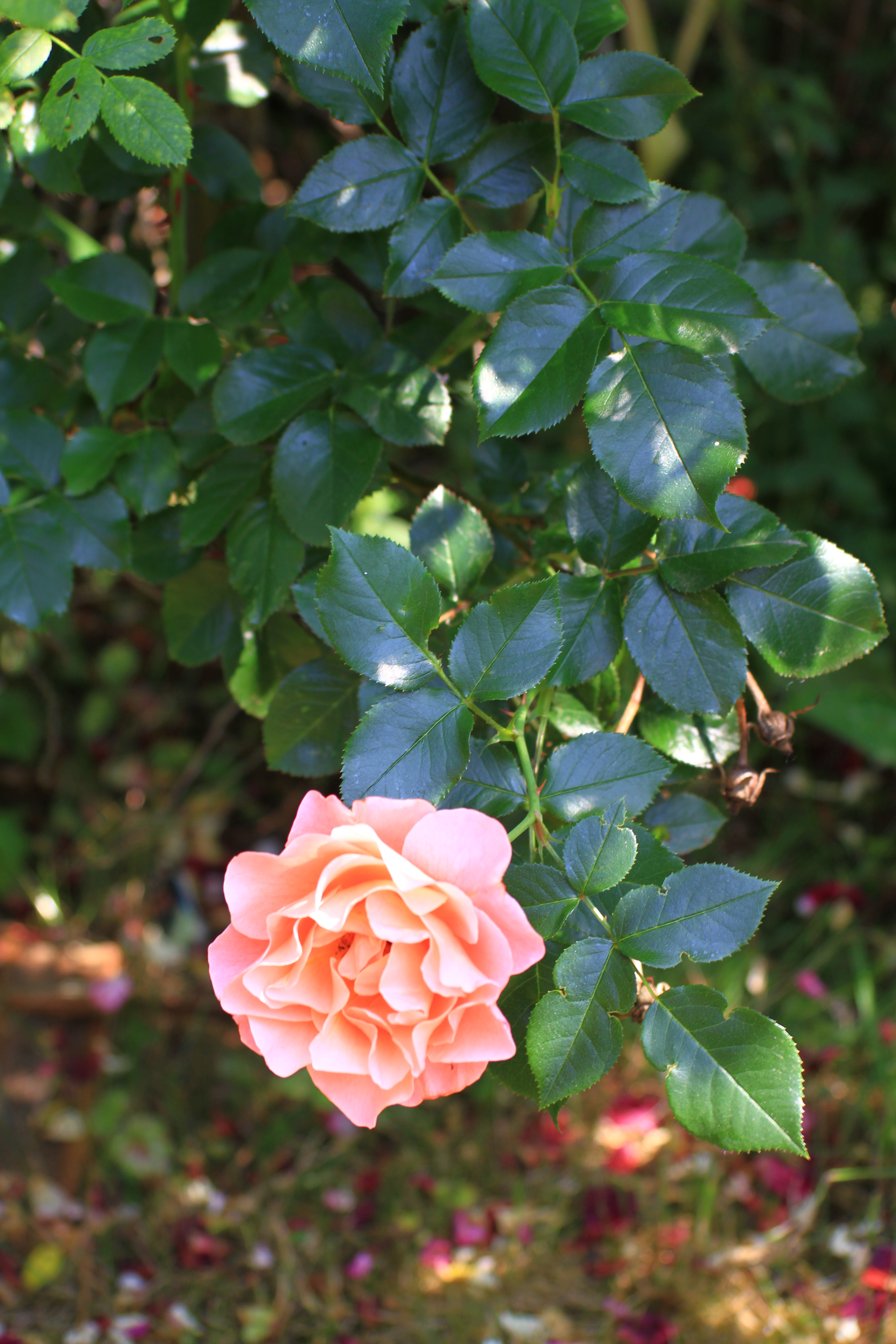 Foto: www.KreativeKaos.de