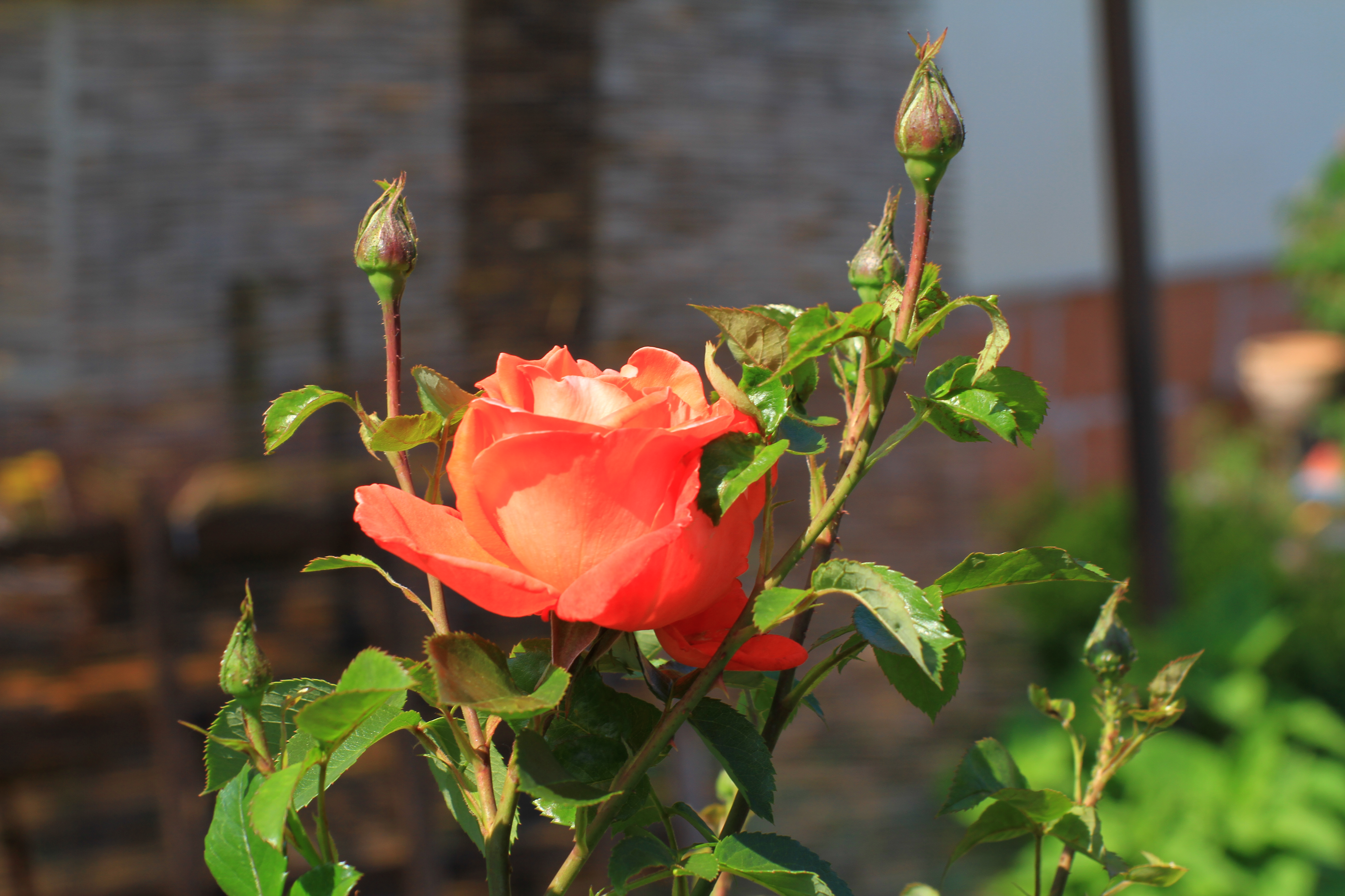 Foto: www.KreativeKaos.de