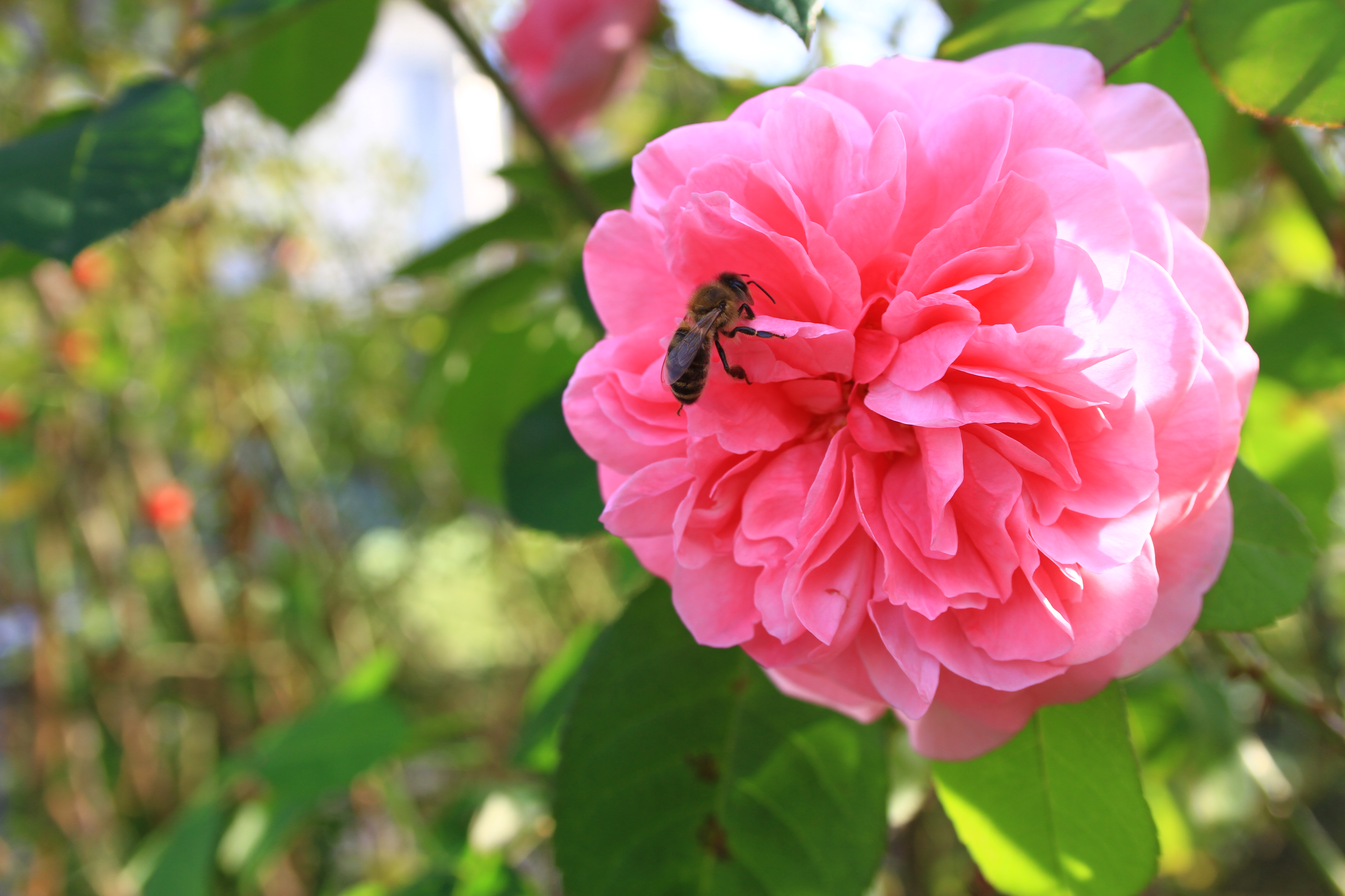 Foto: www.KreativeKaos.de