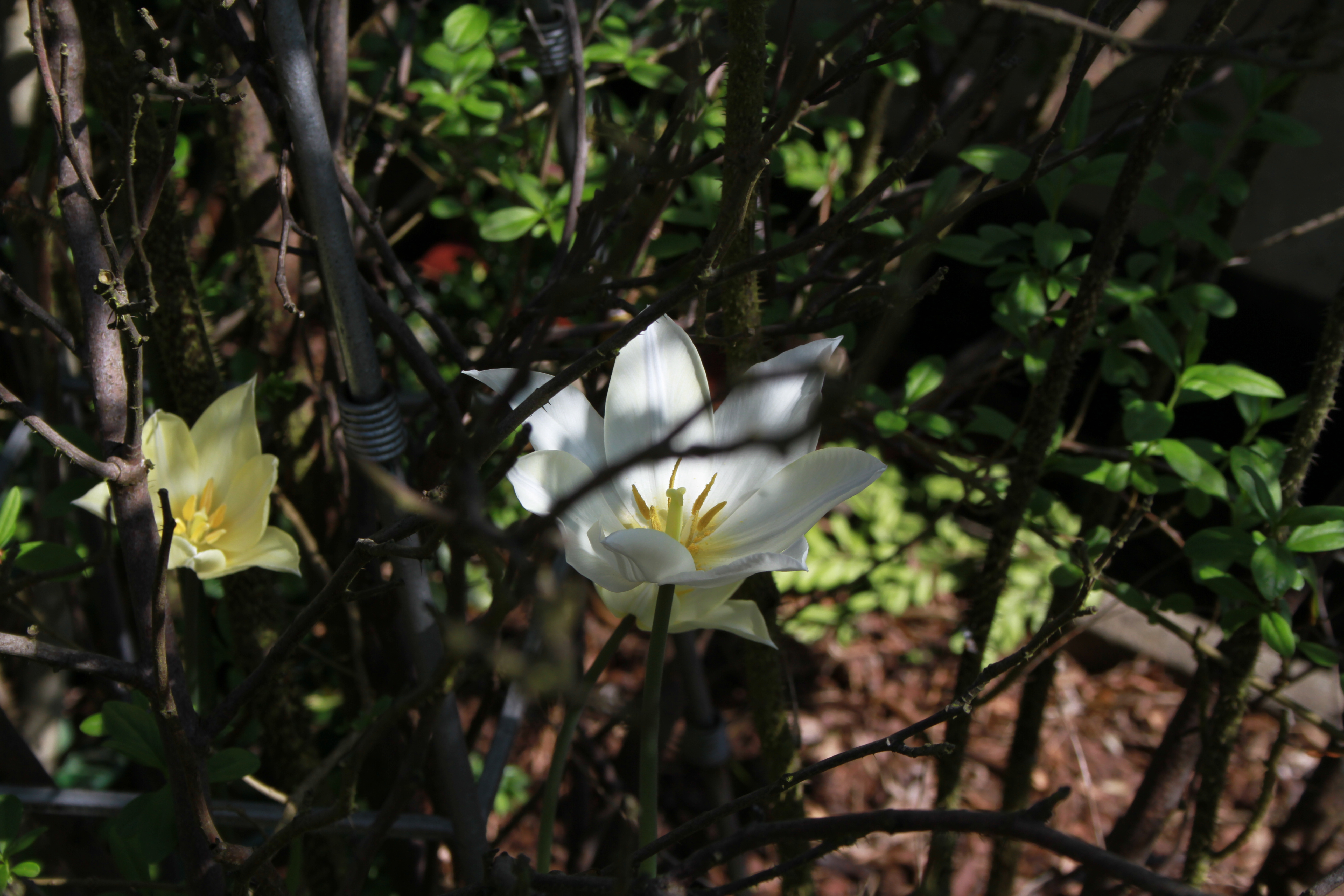 Foto: www.KreativeKaos.de