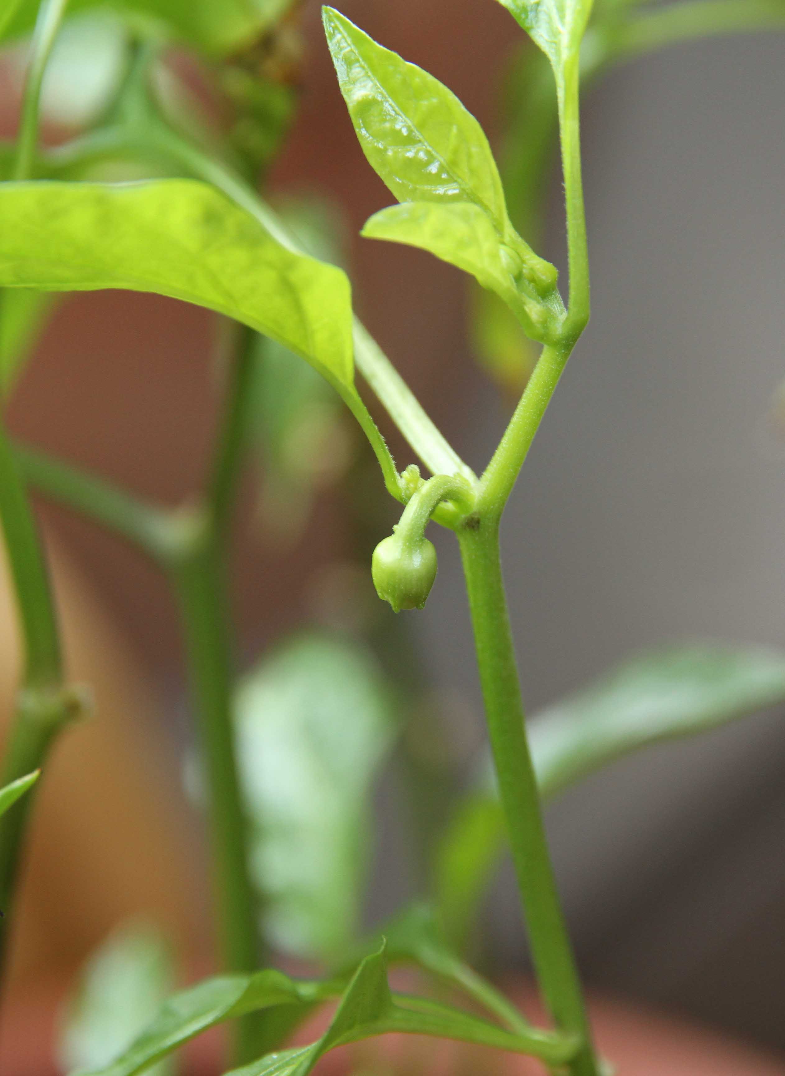 Foto: www.kreativekaos.de