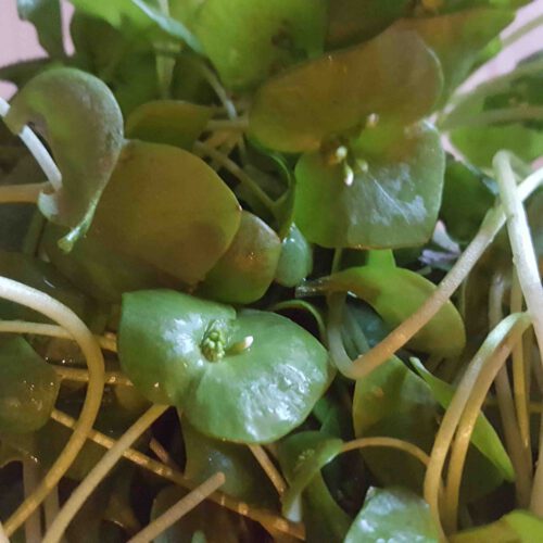 01 Anfang Winterportulak