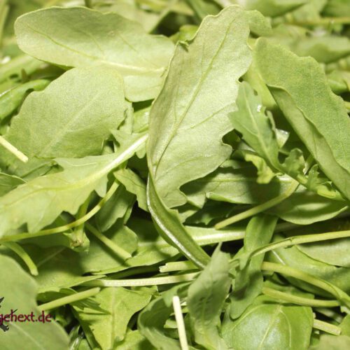 Rucola