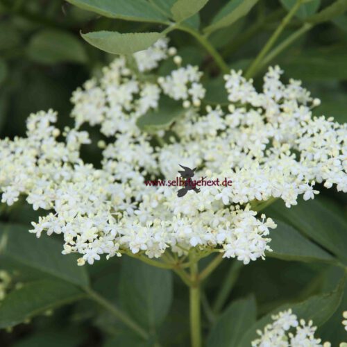 06 Anfang Holunderblüten