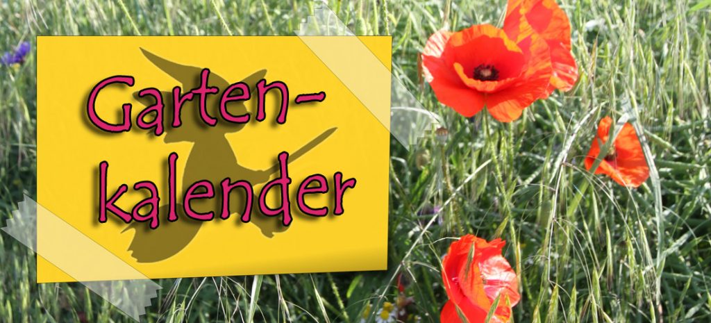 Aussaatkalender August | Einfach selbstgehext!