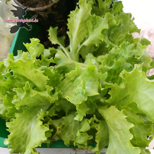 Salat von der Fensterbank