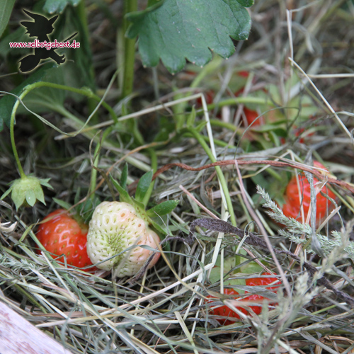 Erdbeeren