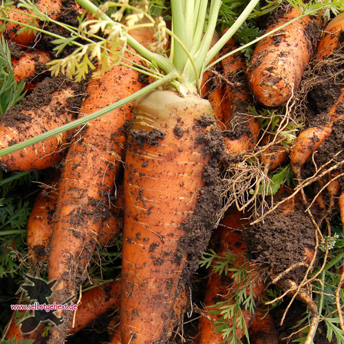 1 Möhren