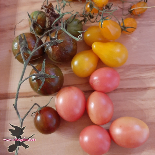 2-2 letzte Tomaten