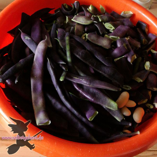Bohnen Blauhilde