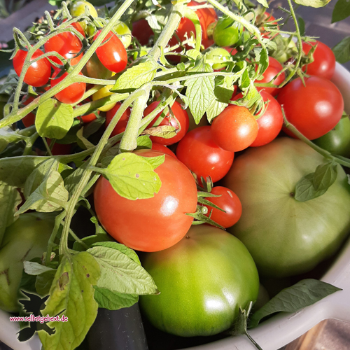 2 letzte Tomaten