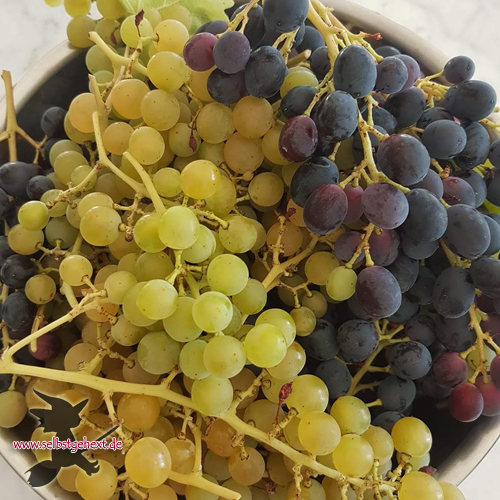 Trauben aus Nachbars Garten