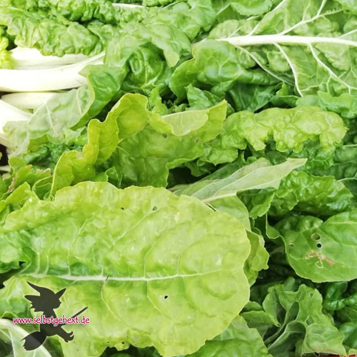 3 Mangold einmachen2