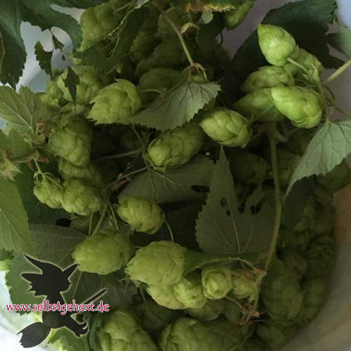 Hopfen